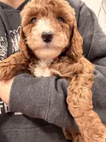 Millie , a female Miniature Goldendoodle for sale in Sacramento, CA – Photo 6 of 6