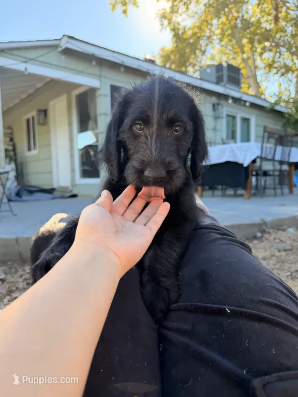 Lola  – Labradoodle puppy for sale in Sacramento, CA