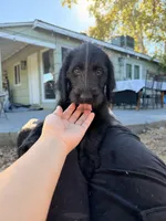 Lola , a female Labradoodle for sale in Sacramento, CA – 1 of 4
