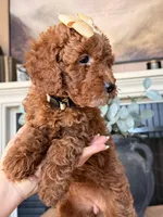 Cinnamon, a female Miniature Goldendoodle for sale in Sacramento, CA – Photo 5 of 5