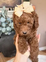 Cinnamon, a female Miniature Goldendoodle for sale in Sacramento, CA – Photo 4 of 5