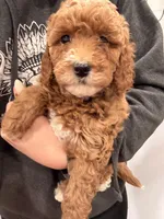 Maple, a female Miniature Goldendoodle for sale in Sacramento, CA – Photo 5 of 7