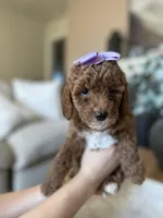 Maple, a female Miniature Goldendoodle for sale in Sacramento, CA – Photo 2 of 7