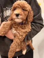 Maple, a female Miniature Goldendoodle for sale in Sacramento, CA – Photo 4 of 7