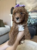 Maple, a female Miniature Goldendoodle for sale in Sacramento, CA – Photo 7 of 7