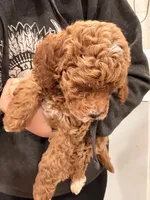 Maple, a female Miniature Goldendoodle for sale in Sacramento, CA – Photo 6 of 7