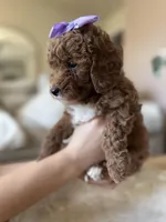 Maple, a female Miniature Goldendoodle for sale in Sacramento, CA – Photo 3 of 7