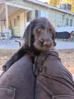 Lola , a female Labradoodle for sale in Sacramento, CA – 3 of 4