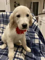 Toby, a male English Cream Golden Retriever for sale in Sacramento, CA – Photo 4 of 6