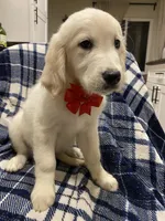 Toby, a male English Cream Golden Retriever for sale in Sacramento, CA – Photo 2 of 6