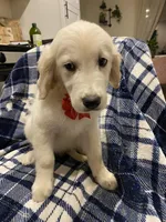 Toby, a male English Cream Golden Retriever for sale in Sacramento, CA – Photo 3 of 6