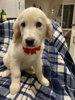 Toby, a male English Cream Golden Retriever for sale in Sacramento, CA – Photo 1 of 6