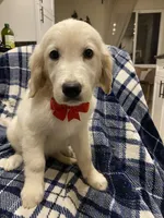 Toby, a male English Cream Golden Retriever for sale in Sacramento, CA – Photo 5 of 6