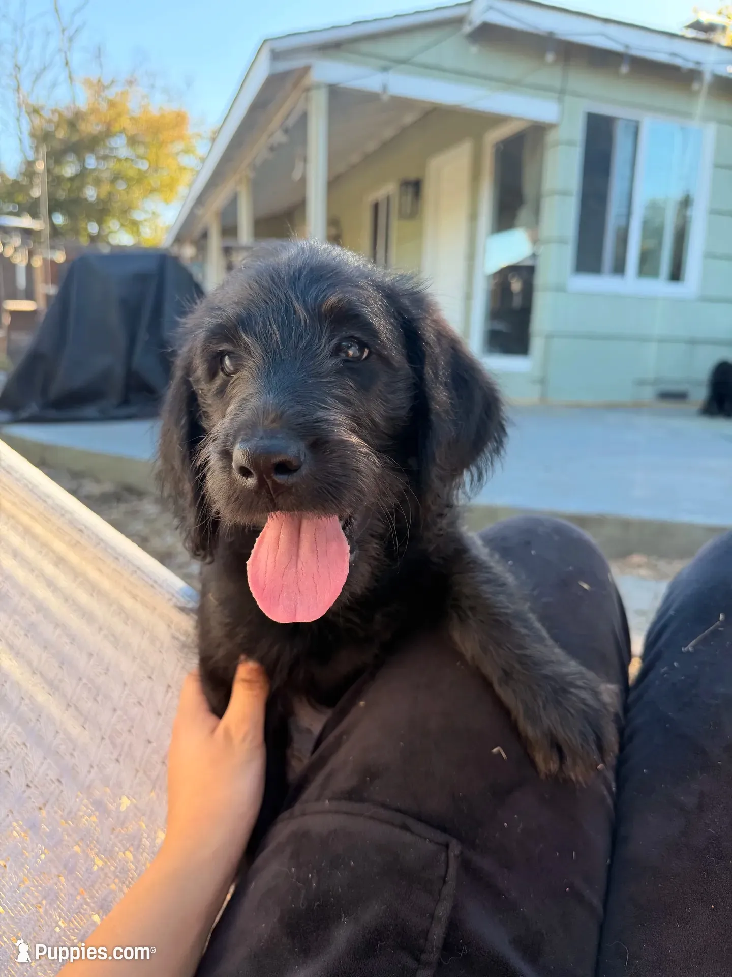 Lola , a female Labradoodle for sale in Sacramento, CA – 4 of 4