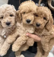 Medium goldendoodles, a male Goldendoodle for sale in Sacramento, CA – Photo 1 of 4