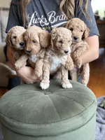 Medium goldendoodles, a male Goldendoodle for sale in Sacramento, CA – Photo 2 of 4