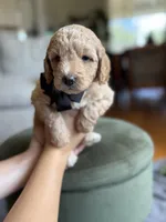 Medium goldendoodles, a male Goldendoodle for sale in Sacramento, CA – Photo 4 of 4