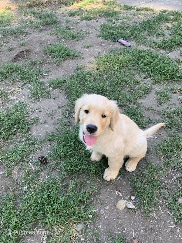 Rocky – Golden Retriever puppy for sale in Spanaway, WA