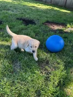 Daisy , a female Golden Retriever for sale in Spanaway, WA – 2 of 4