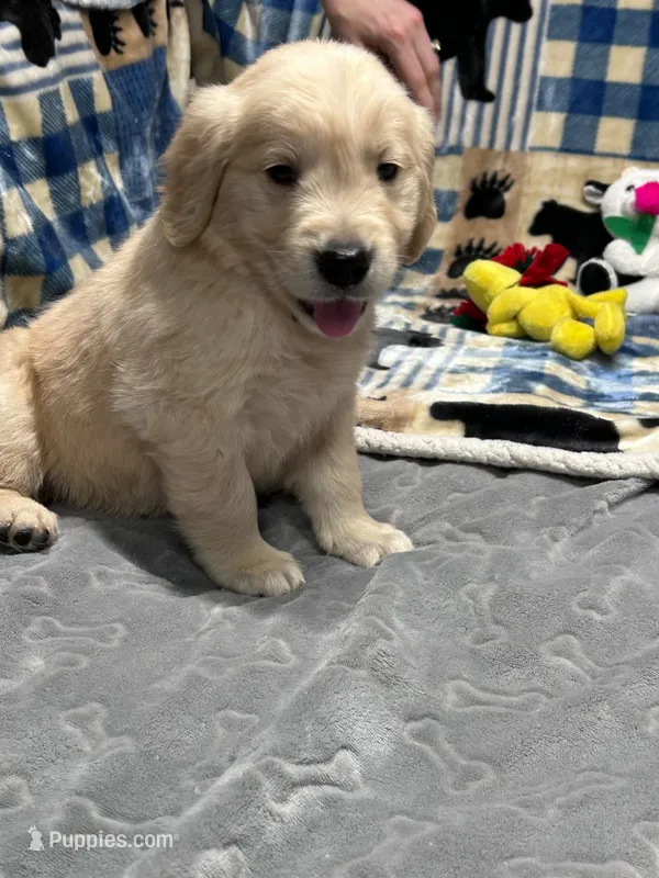 River – Golden Retriever puppy for sale in Spanaway, WA