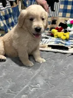 River, a male Golden Retriever for sale in Spanaway, WA – 1 of 2