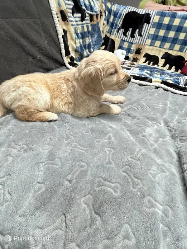 Rosie – Golden Retriever puppy for sale in Spanaway, WA