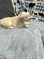 Rosie, a female Golden Retriever for sale in Spanaway, WA – 1 of 2