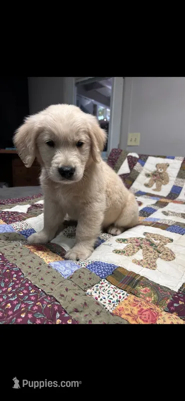 River – Golden Retriever puppy for sale in Spanaway, WA