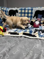 Daisy , a female Golden Retriever for sale in Spanaway, WA – 2 of 2