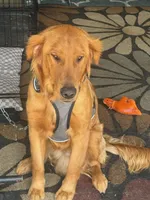 Prince, a male Golden Retriever for sale in Spanaway, WA – 2 of 2
