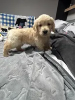 Rosie, a female Golden Retriever for sale in Spanaway, WA – 2 of 2