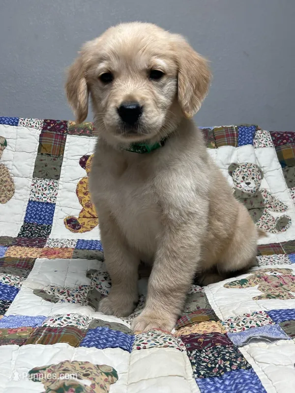 Daisy  – Golden Retriever puppy for sale in Spanaway, WA