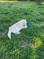 Rocky, a male Golden Retriever for sale in Spanaway, WA – 4 of 4