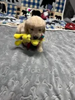 Rocky, a male Golden Retriever for sale in Spanaway, WA – 2 of 2