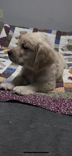 Rocky – Golden Retriever puppy for sale in Spanaway, WA