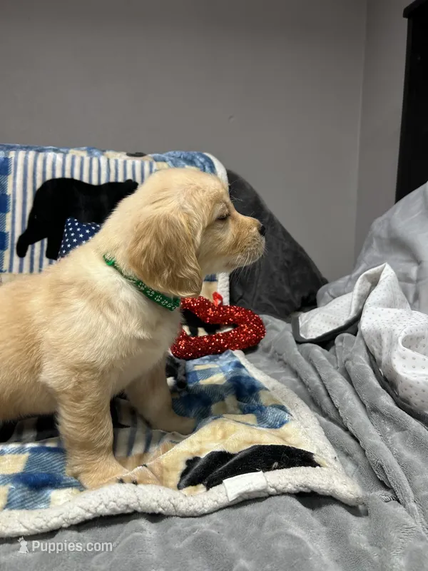 Daisy  – Golden Retriever puppy for sale in Spanaway, WA