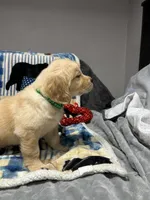Daisy , a female Golden Retriever for sale in Spanaway, WA – 1 of 2