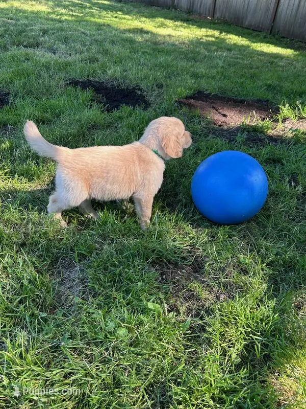 Daisy  – Golden Retriever puppy for sale in Spanaway, WA