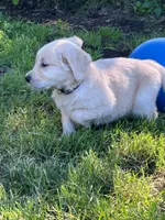 River, a male Golden Retriever for sale in Spanaway, WA – 4 of 4