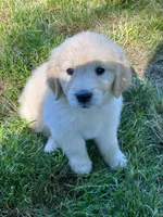 River, a male Golden Retriever for sale in Spanaway, WA – 1 of 4