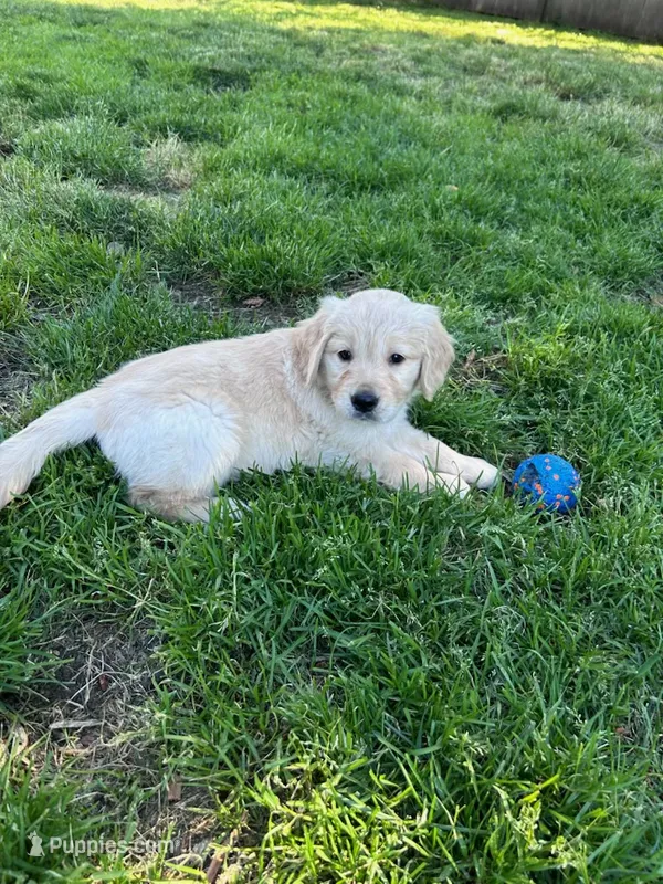 Rocky – Golden Retriever puppy for sale in Spanaway, WA