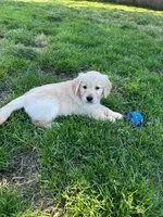 Rocky, a male Golden Retriever for sale in Spanaway, WA – 1 of 4