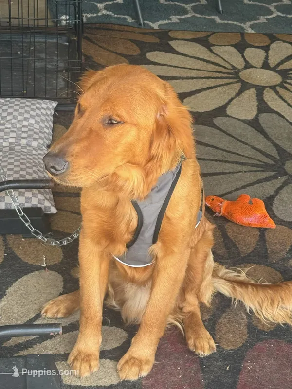 Prince – Golden Retriever puppy for sale in Spanaway, WA