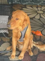 Prince, a male Golden Retriever for sale in Spanaway, WA – 1 of 2