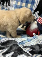 River, a male Golden Retriever for sale in Spanaway, WA – 2 of 2