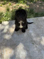 Bear, a male Goldendoodle for sale in Fort Collins, CO – 3 of 4