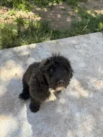 Bear, a male Goldendoodle for sale in Fort Collins, CO – 2 of 4