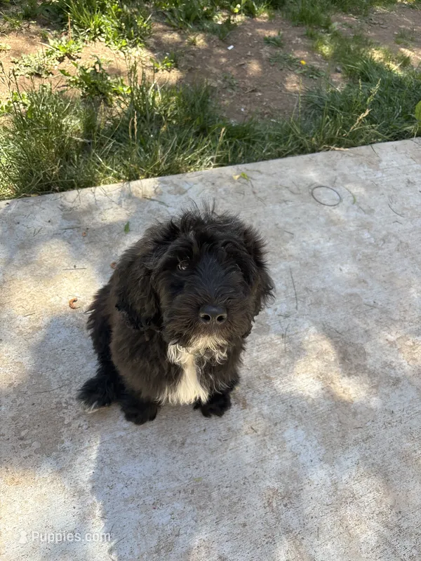 Bear – Goldendoodle puppy for sale in Fort Collins, CO