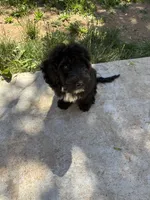 Bear, a male Goldendoodle for sale in Fort Collins, CO – 4 of 4