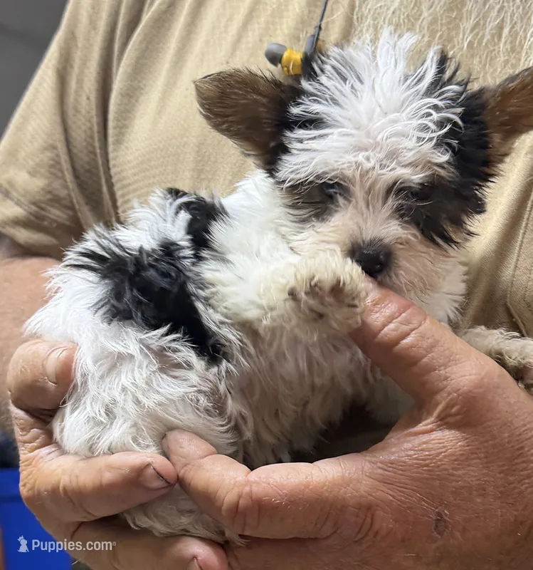 Dolly, a female Yorkshire Terrier for sale in Lumberton, MS – 1 of 2